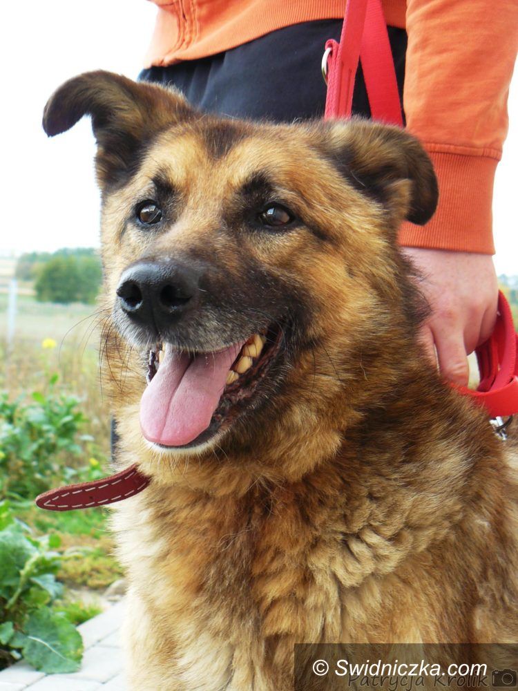 Świdnica: Kolejne zwierzęta czekają na adopcję
