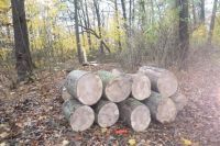 Świdnica: Wycinka, czyli kradzież wspólnego dobra