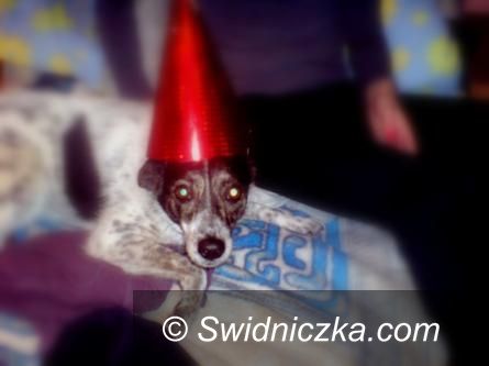 Świdnica/REGION: Pieski Sylwester– rady dla właścicieli czworonogów