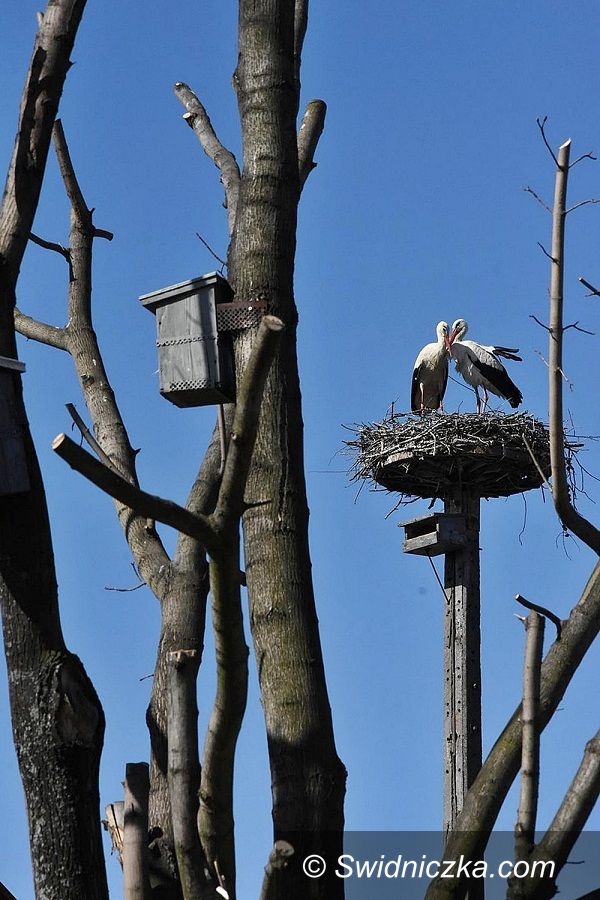 Boleścin: Boleścińskie bociany