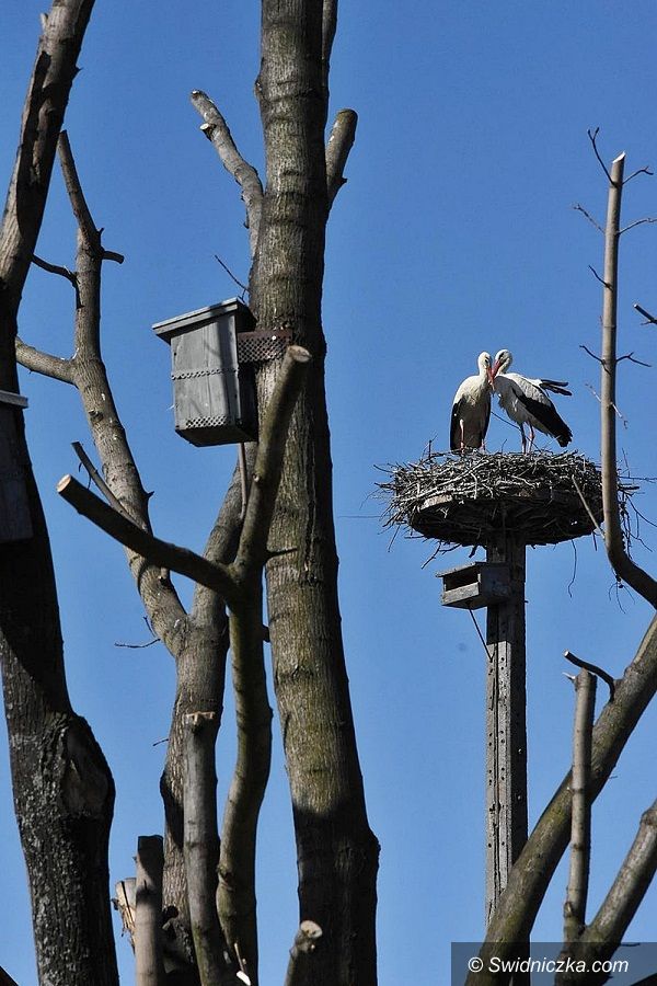 Boleścin: Boleścińskie bociany