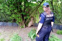 Świdnica: Porożem w płot