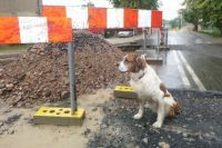 Świdnica: Pies uciekł, właściciel poniósł konsekwencje