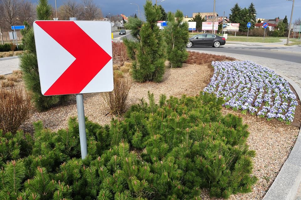 Świdnica: Pierwsze wiosenne kwiaty w Świdnicy