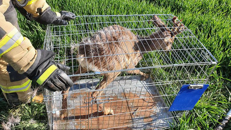 Żarów: Strażacy z OSP Żarów uratowali kozła uwięzionego w studni