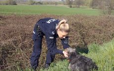 Słotwina: W wyniku niecodziennej interwencji policjantów potrąconemu zwierzęciu zapewniono fachową pomoc