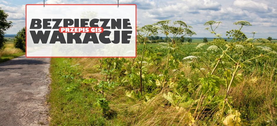 REGION: Niebezpieczny barszcz