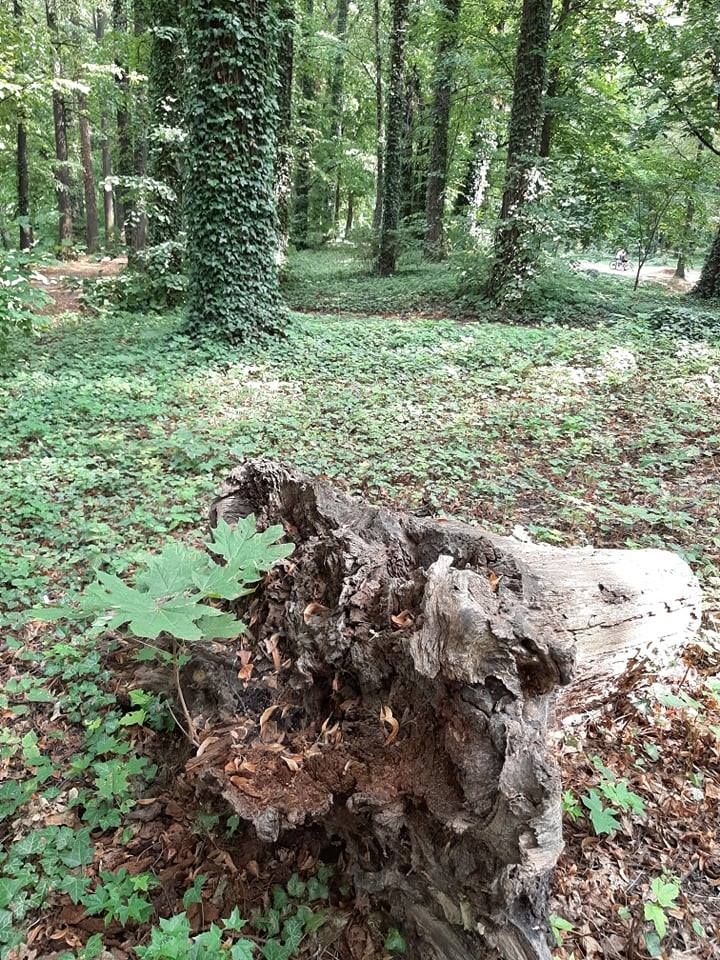 Świdnica: Zrewitalizują park