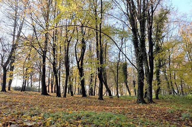 Żarów: Łąki kwietne