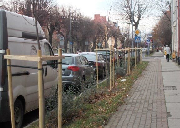 Świebodzice: Kolejne nasadzenia