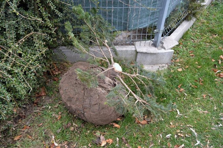 Świebodzice: Parkowy złodziej