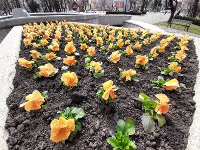 Świdnica: Wiosenna Świdnica