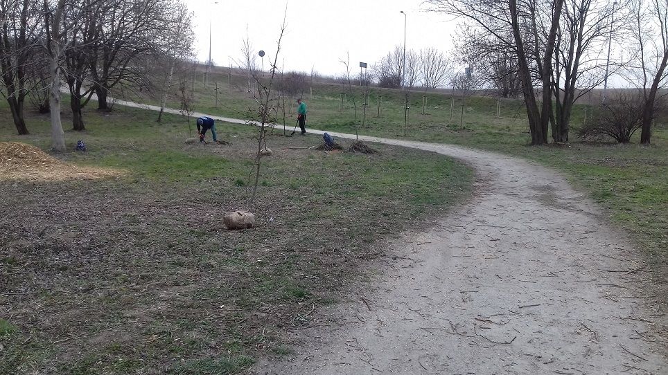 Świdnica: Zasadzili drzewa
