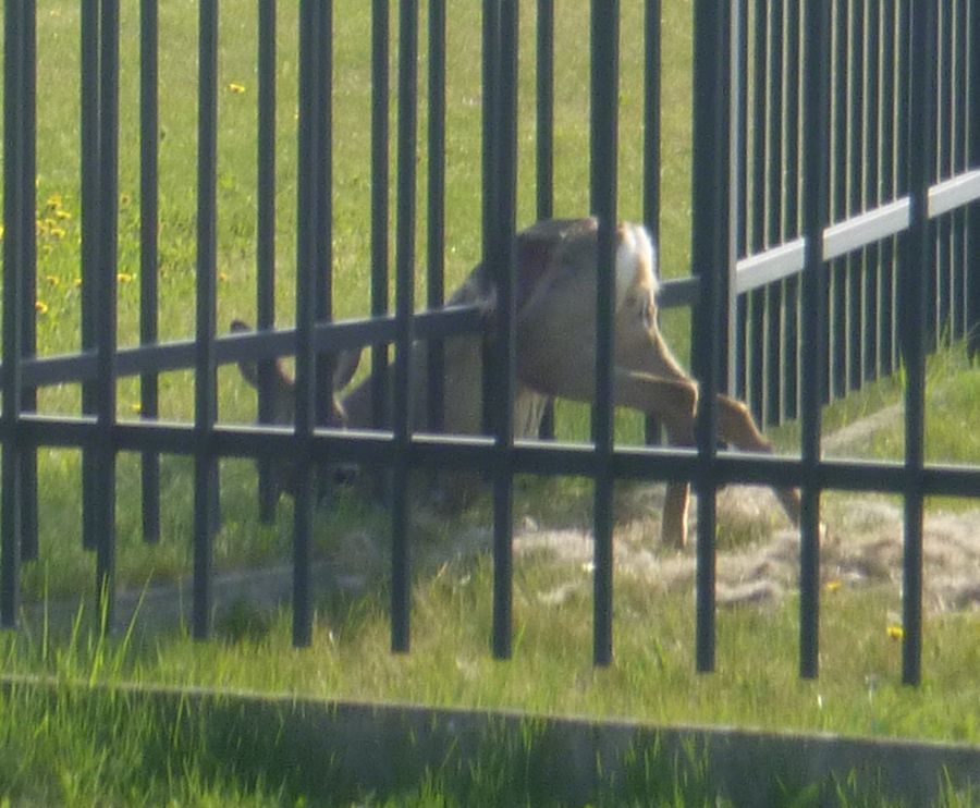 Świdnica: Sarna w potrzasku