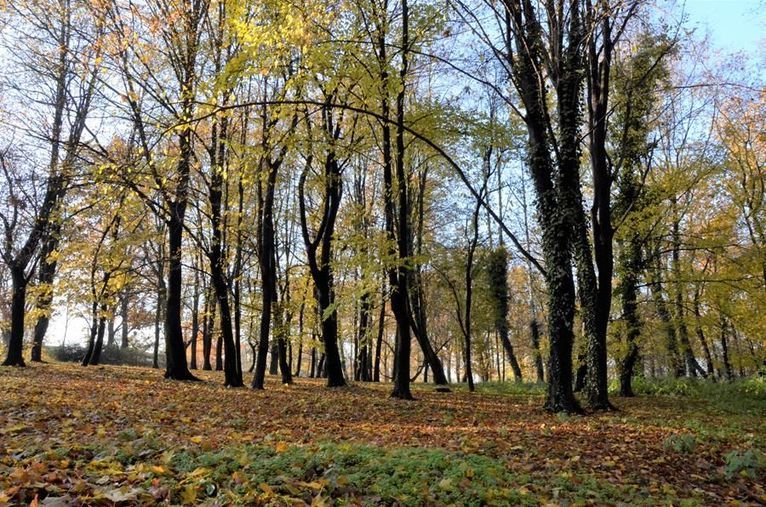 Żarów: Posprzątają park