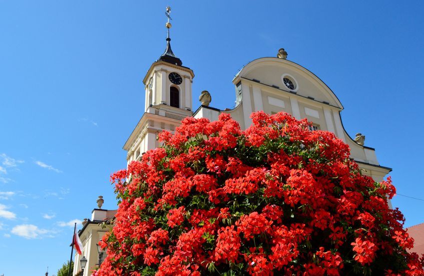 Świebodzice: Miasto w kwiatach