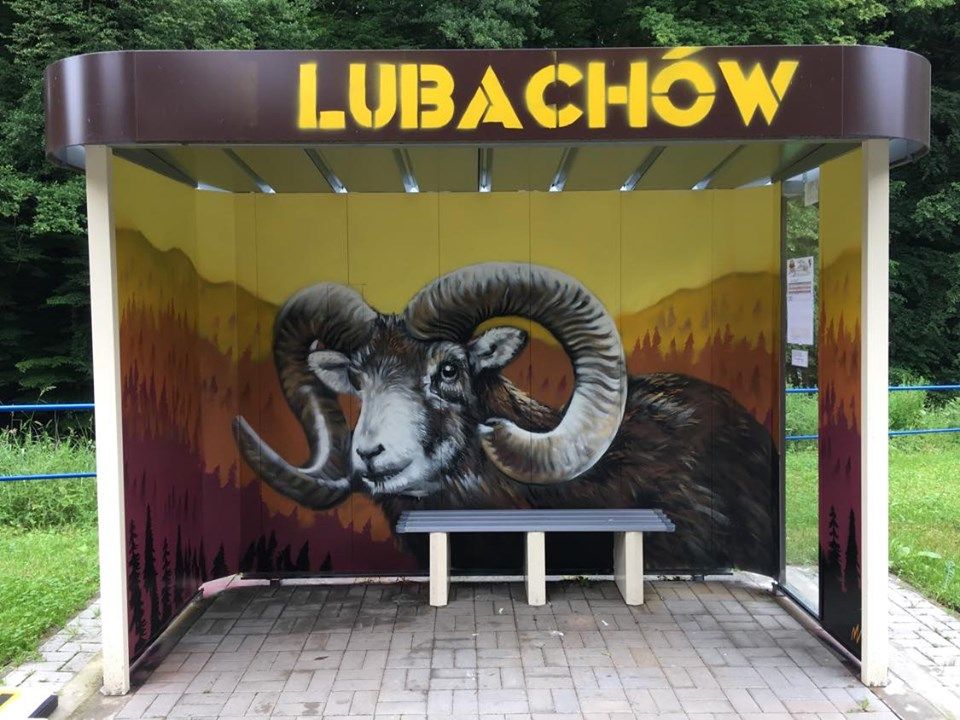 Lubachów: Muflon wita