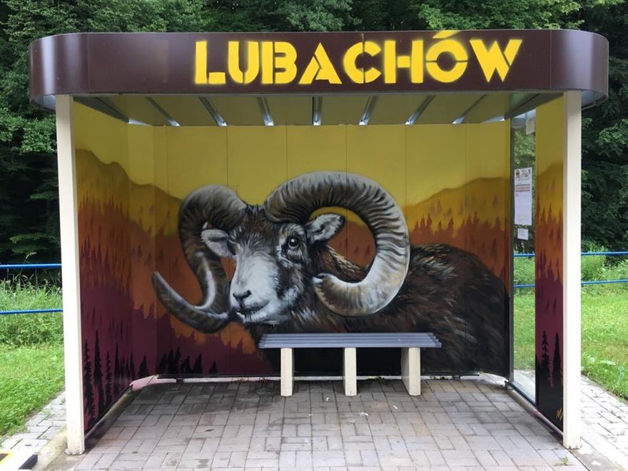 Lubachów: Muflon wita