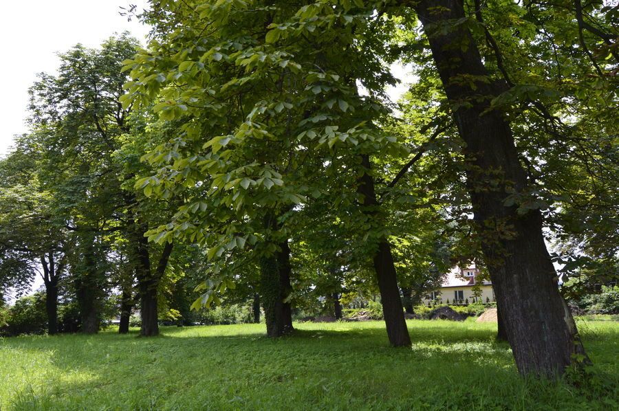 Świebodzice: Park pięknieje