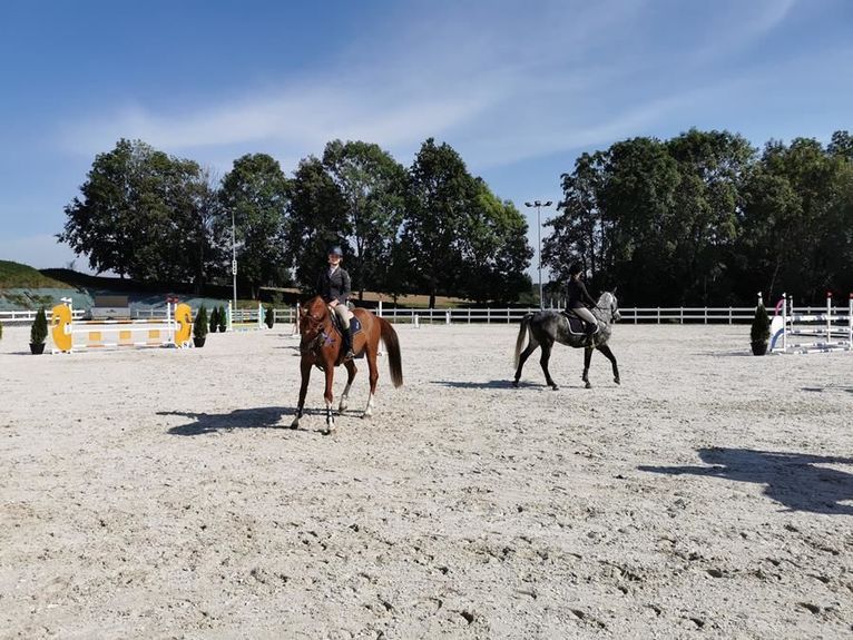 Wierzbna: Hipodrom ożył