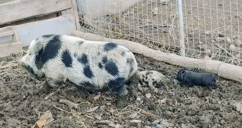 Stanowice: Dzień zwierząt w Stanowicach
