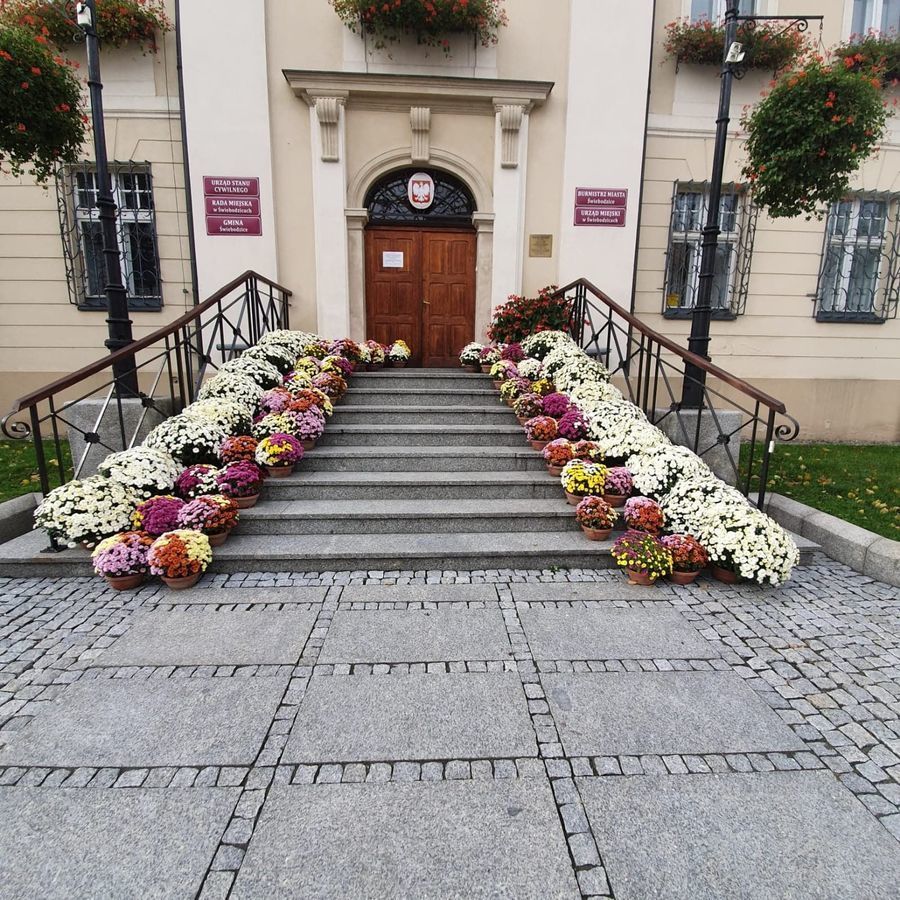 Świebodzice: Chryzantemy przy ratuszu