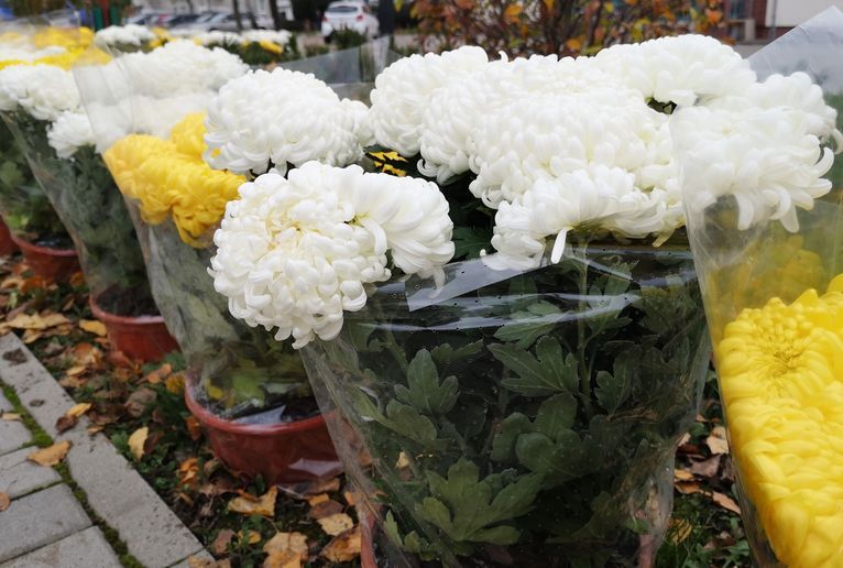 Gmina Żarów: Chryzantemy na mieście