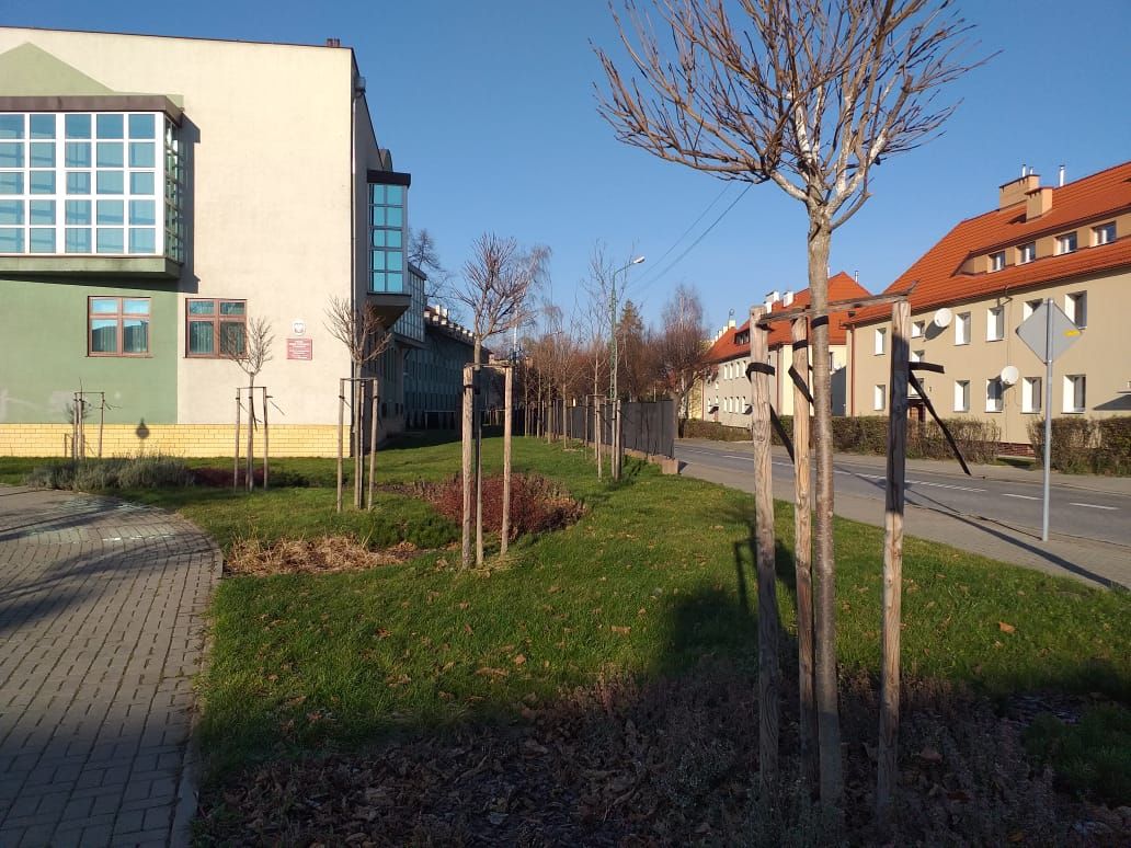 Świdnica: Nowe nasadzenia