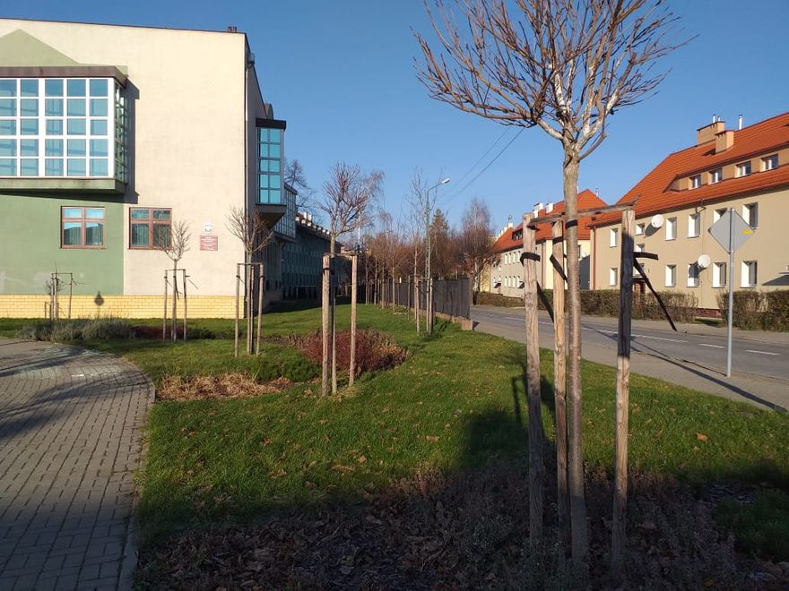 Świdnica: Nowe nasadzenia