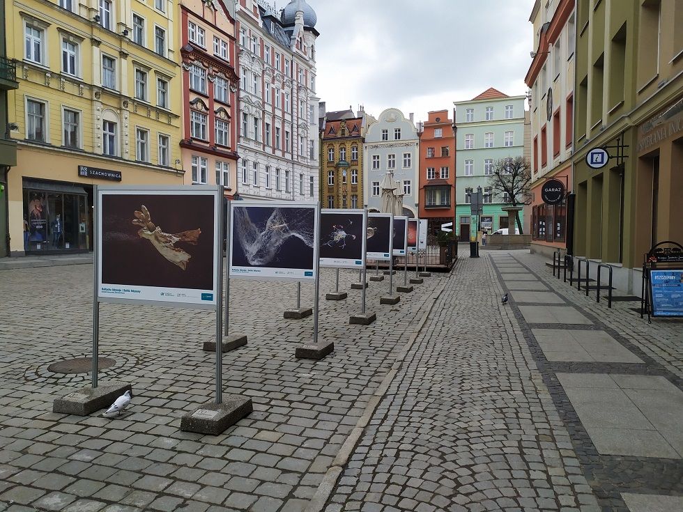 Świdnica: Skarby Bałtyku