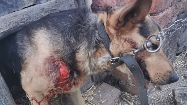 Wirki: Bestialskie zachowanie