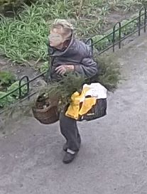 Świdnica: Wyrywała kępami....
