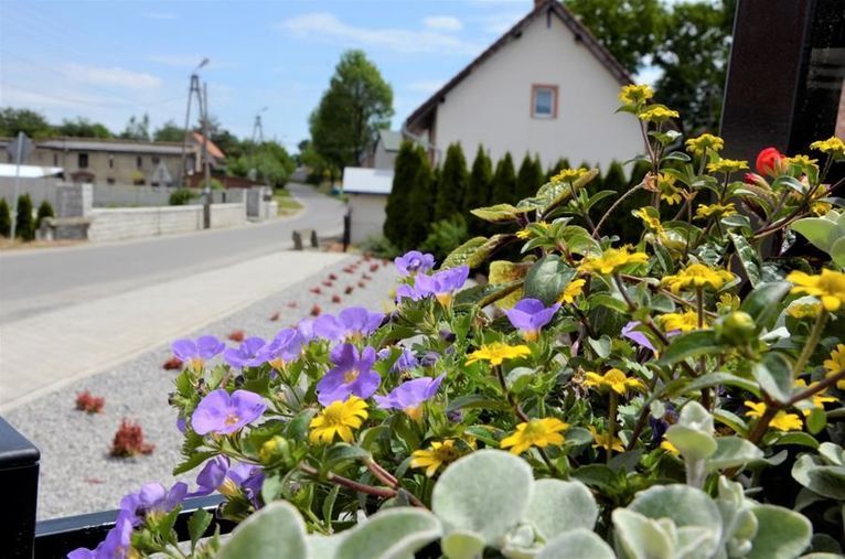 Mielęcin: Upiększają wieś