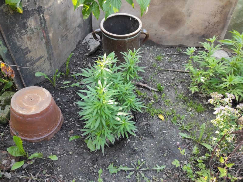 Świebodzice: Przydomowa plantacja