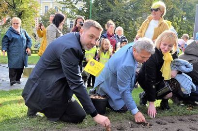 Żarów: Zakwitną żonkile
