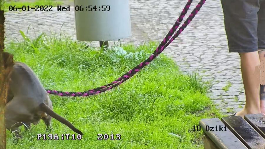 Świdnica: Strażnicy odnotowali