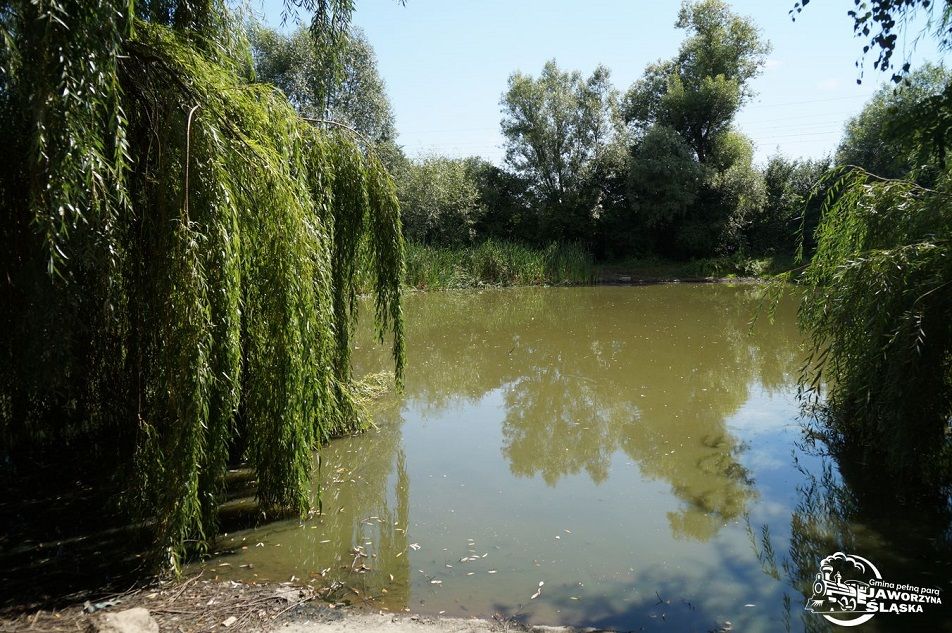 Piotrowice Świdnickie: Staw do rekultywacji