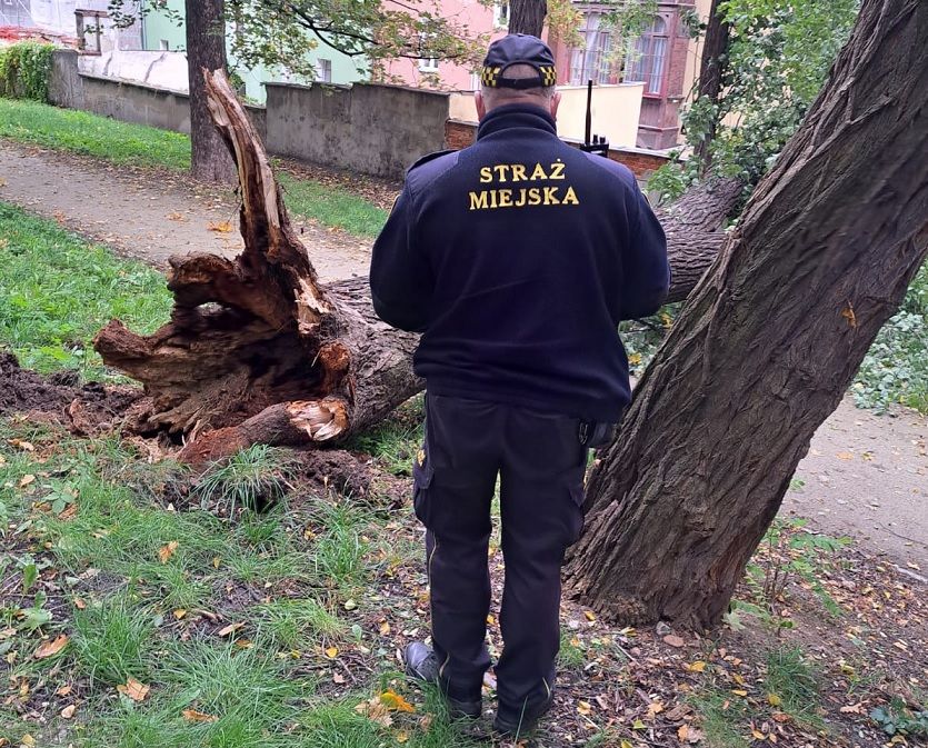 Świdnica: Odnotowane interwencje