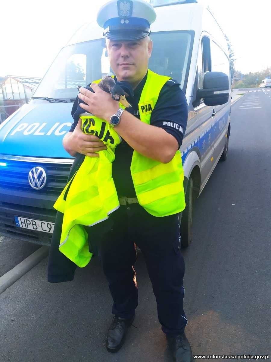 Świebodzice: Uratowali dziką kaczkę