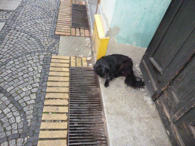 Świdnica: Interweniowali 138 razy