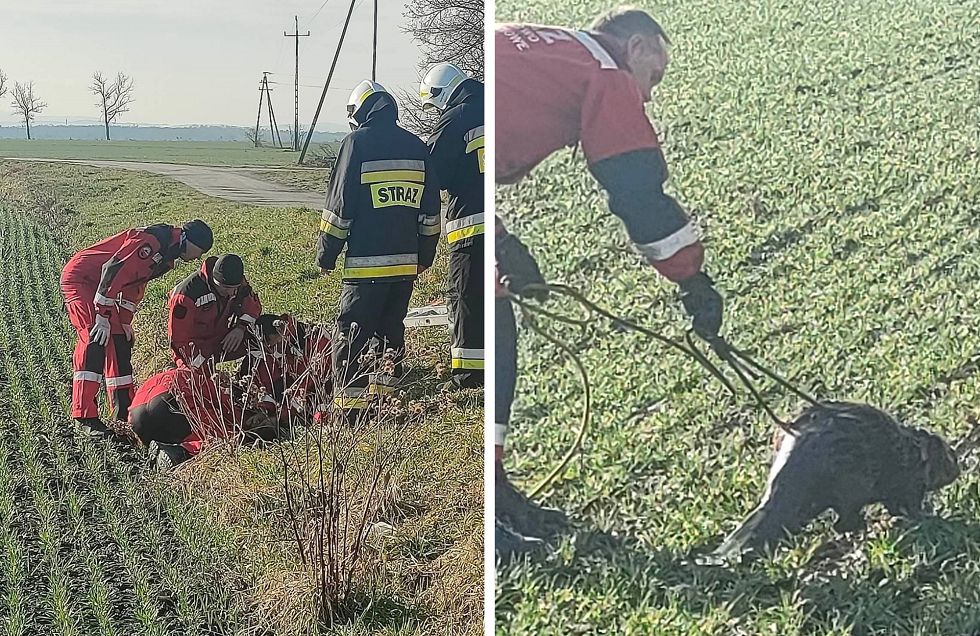 Pastuchów: Na ratunek bobrowi