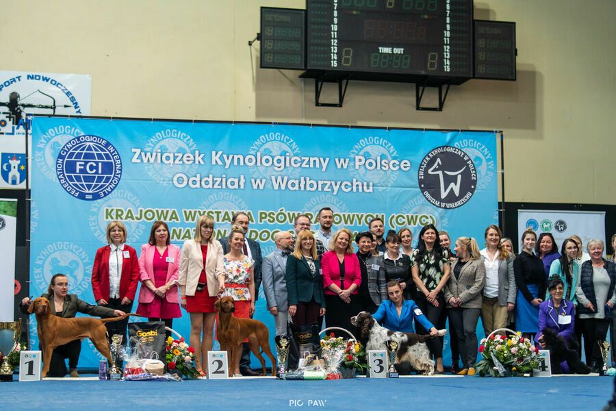 Świebodzice: Najpiękniejsze czworonogi