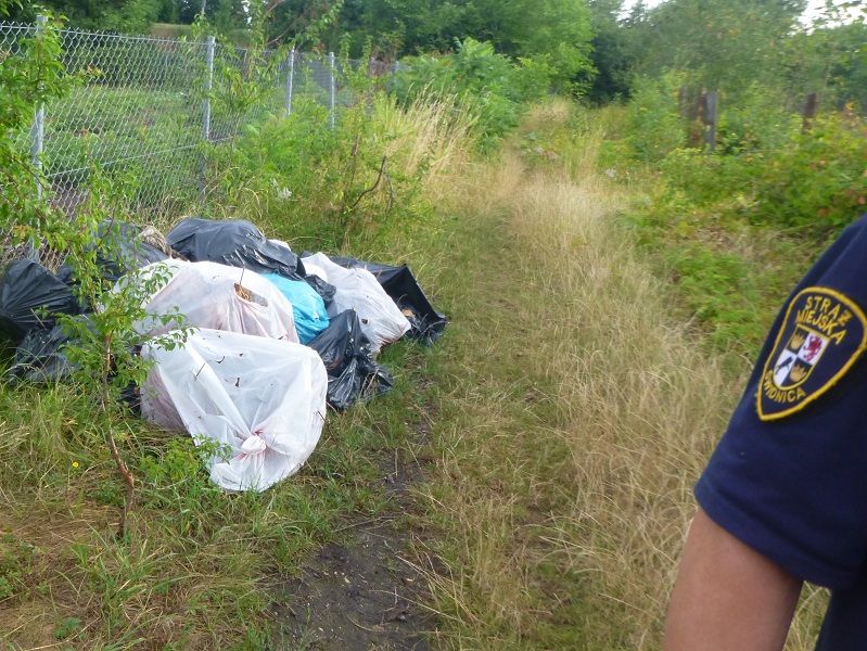 Świdnica: 177 interwencji