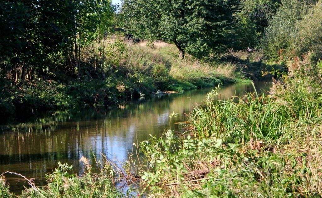 Gmina Dobromierz: Wykaszają brzegi