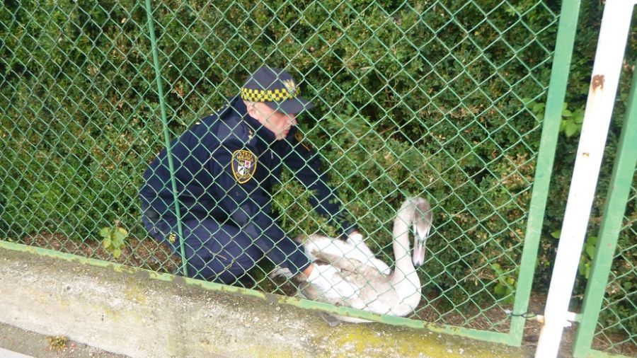 Świdnica: Strażnicy interweniowali