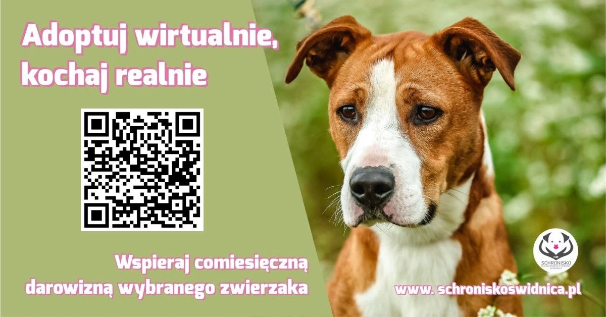 Świdnica/REGION: Nowa kampania schroniska