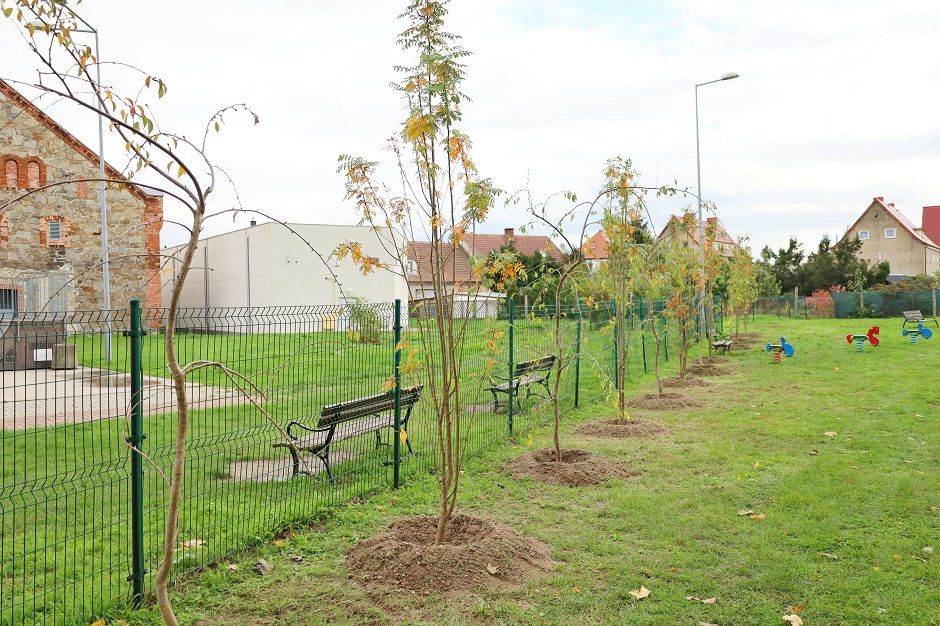 Żarów: Nowe nasadzenia
