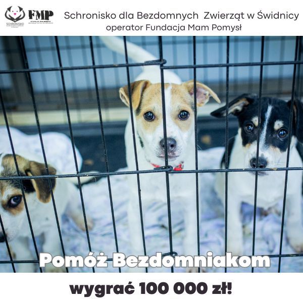 Świdnica/powiat świdnicki: Zbiórka dla bezdomniaków
