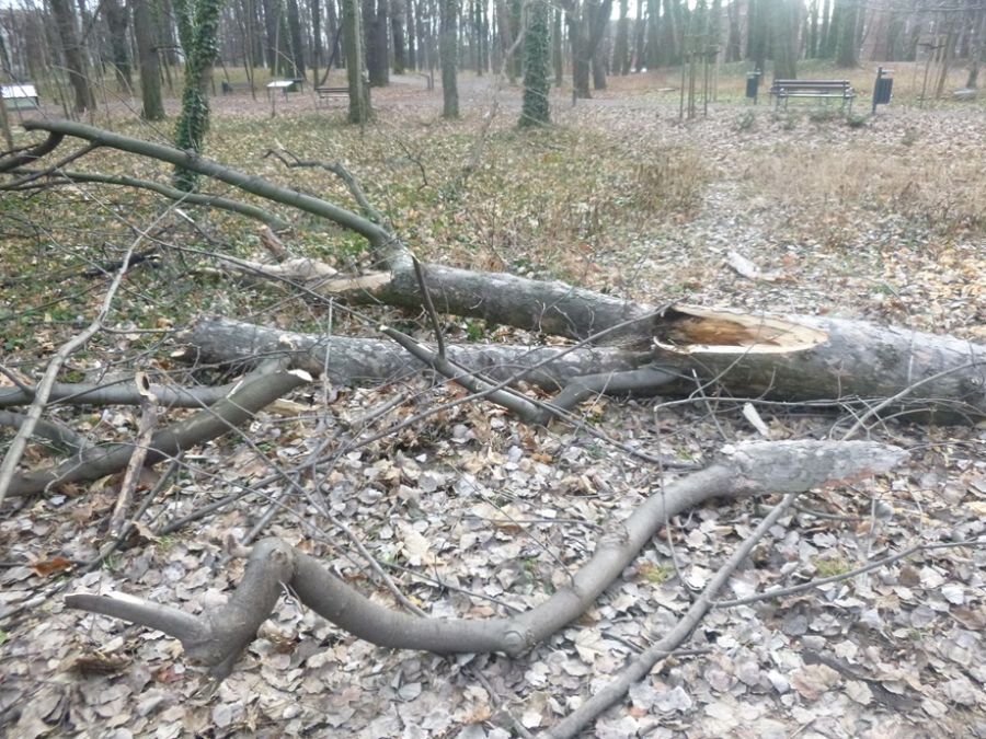Świdnica: Znów interweniowali