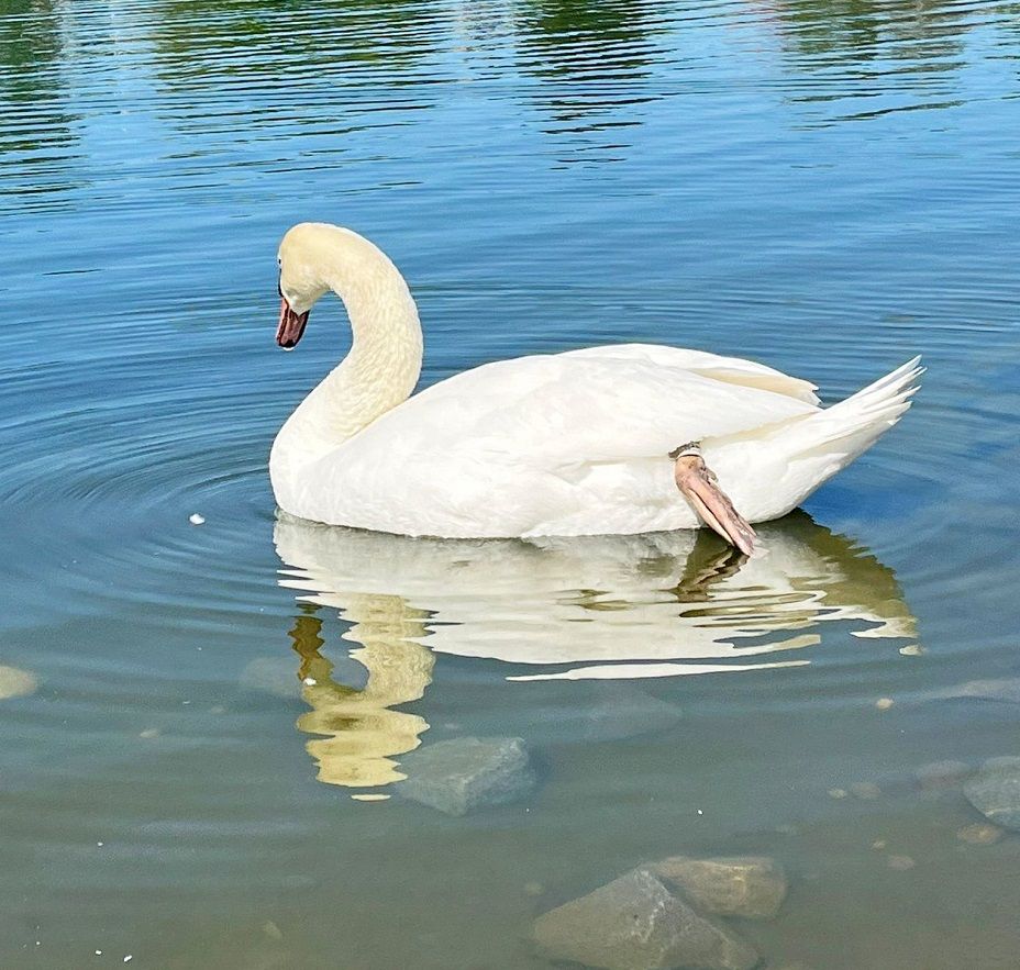 Żarów: Zaplątany łabędź